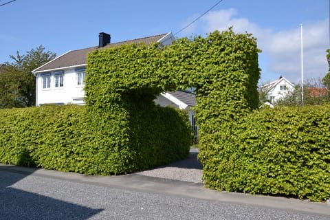 Taille de haies & Débroussaillage Villepinte
