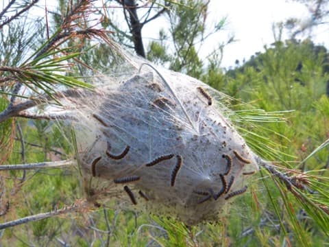 Traitement de la chenille processionnaire Villepinte