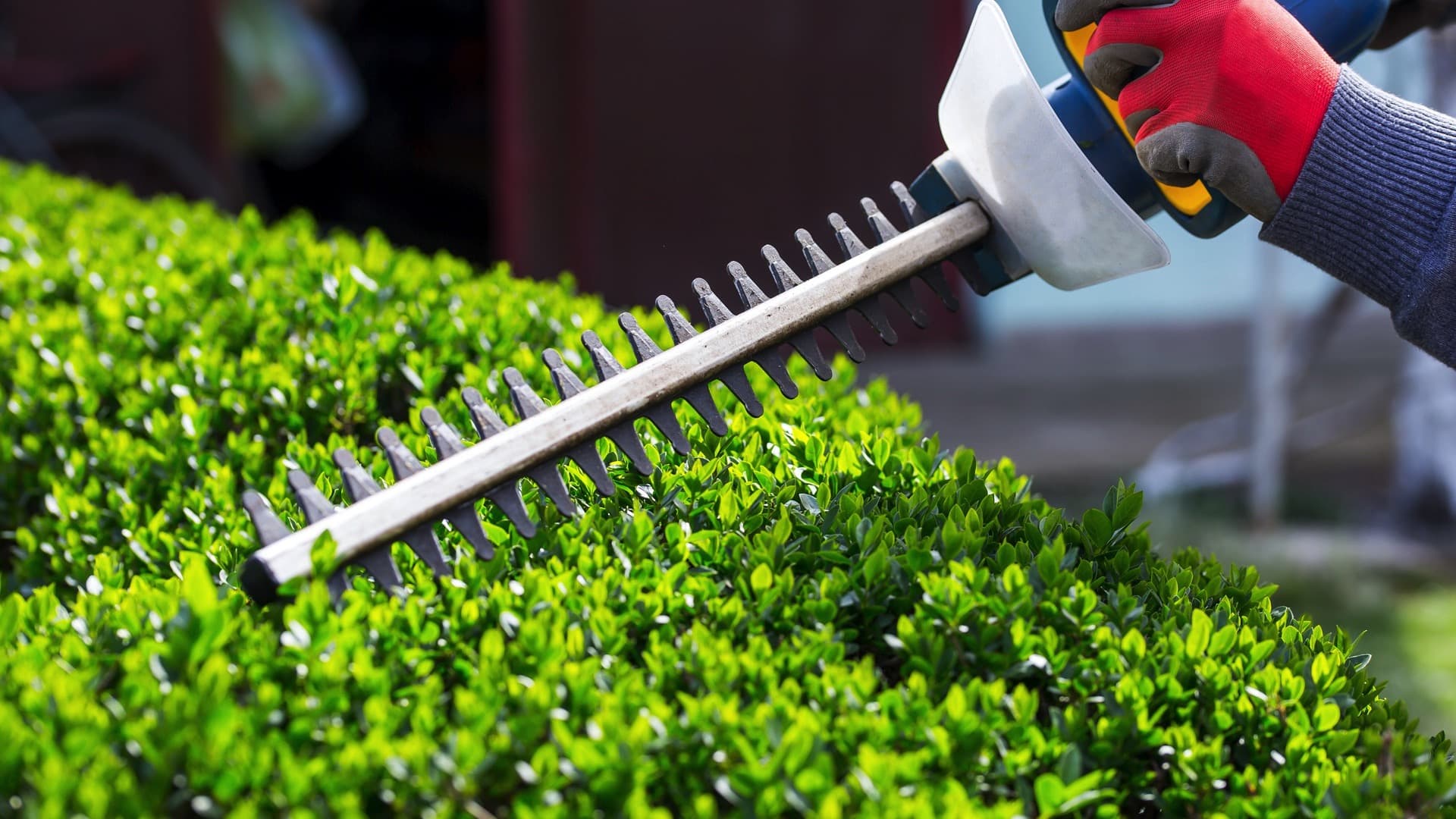 Taille de haies & Débroussaillage dans le 93 Seine-Saint-Denis