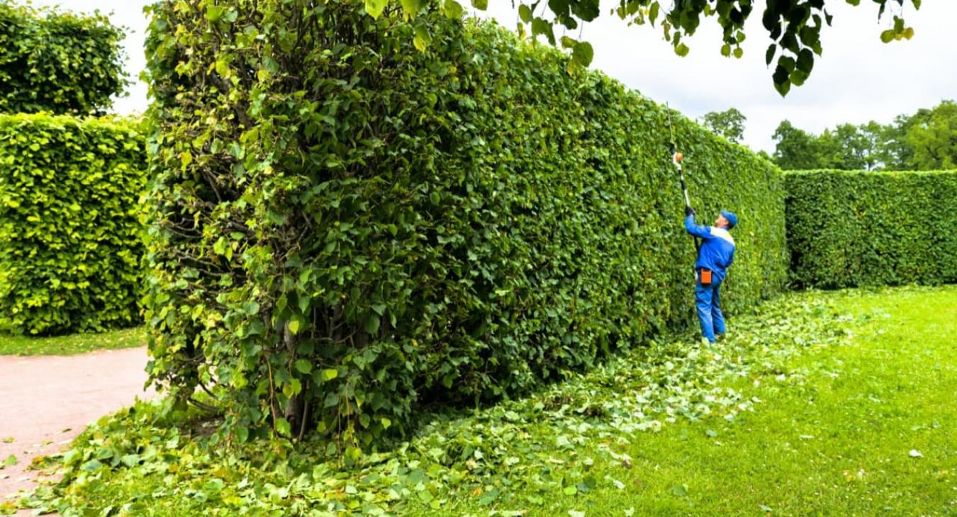 Taille de haies & Débroussaillage dans le 93 Seine-Saint-Denis